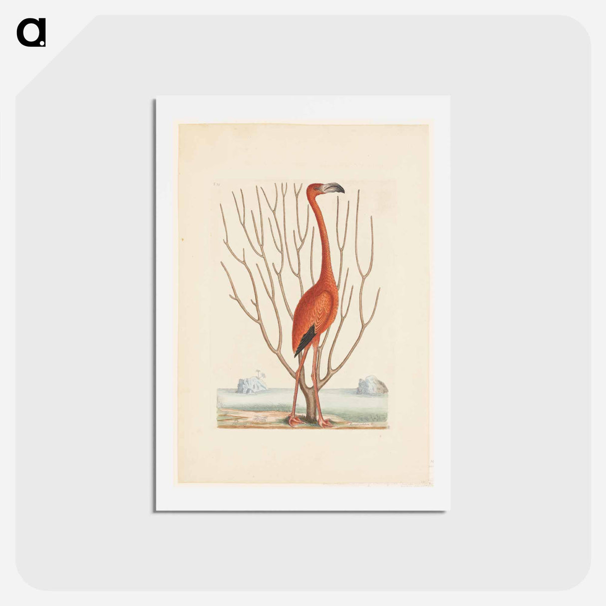 アートポストカード-Flamingo
- マーク ケイツビー Postcard.