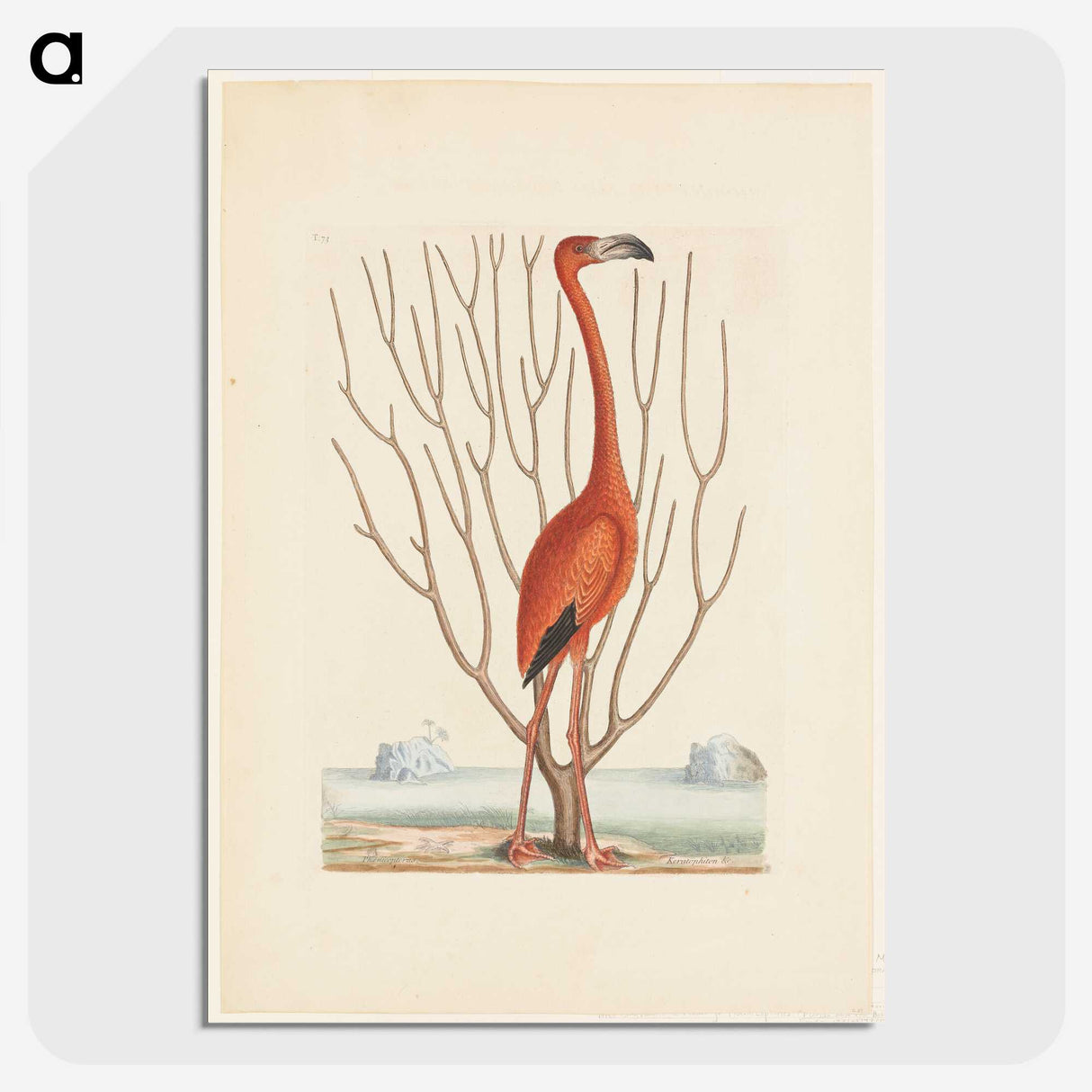 1-3_Mark-Catesby_picture-crop