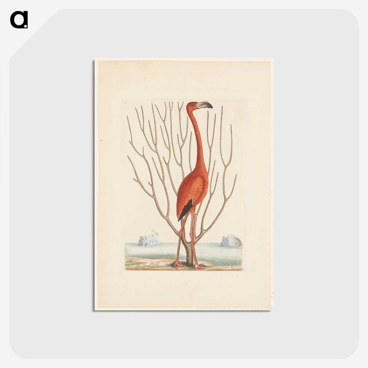 1-3_Mark-Catesby_postcard