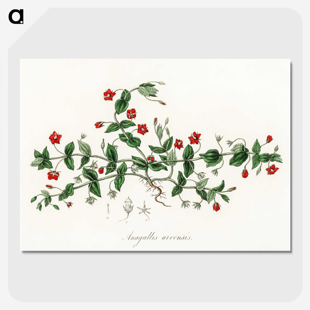 1-3_Medical-Botany_picture-crop