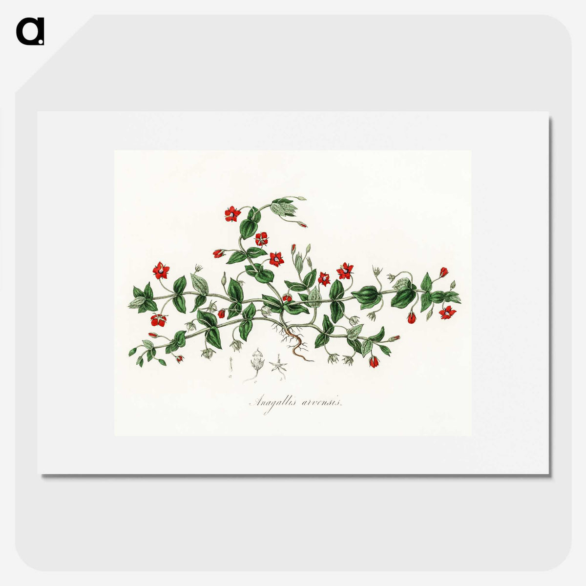 1-3_Medical-Botany_picture