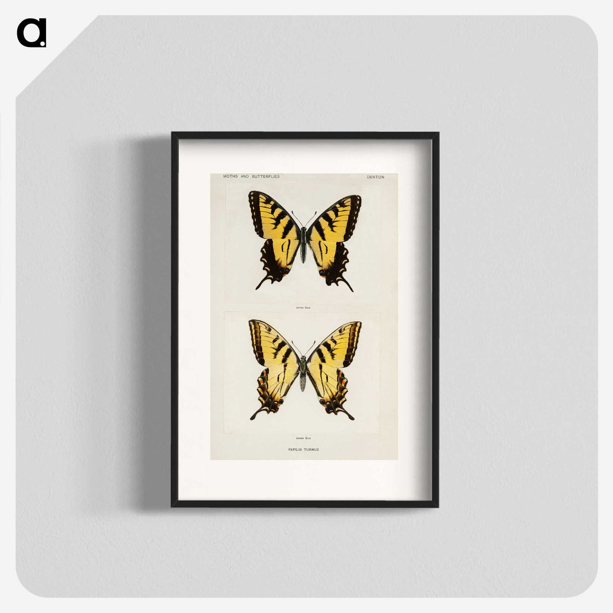 1-3_Moths-and-Butterflies-of-the-United-States_blk