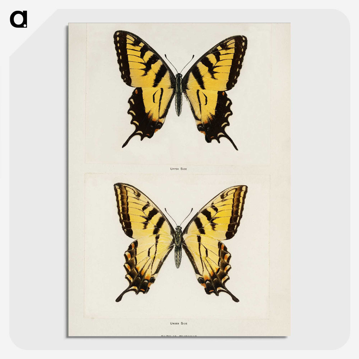 1-3_Moths-and-Butterflies-of-the-United-States_picture-crop