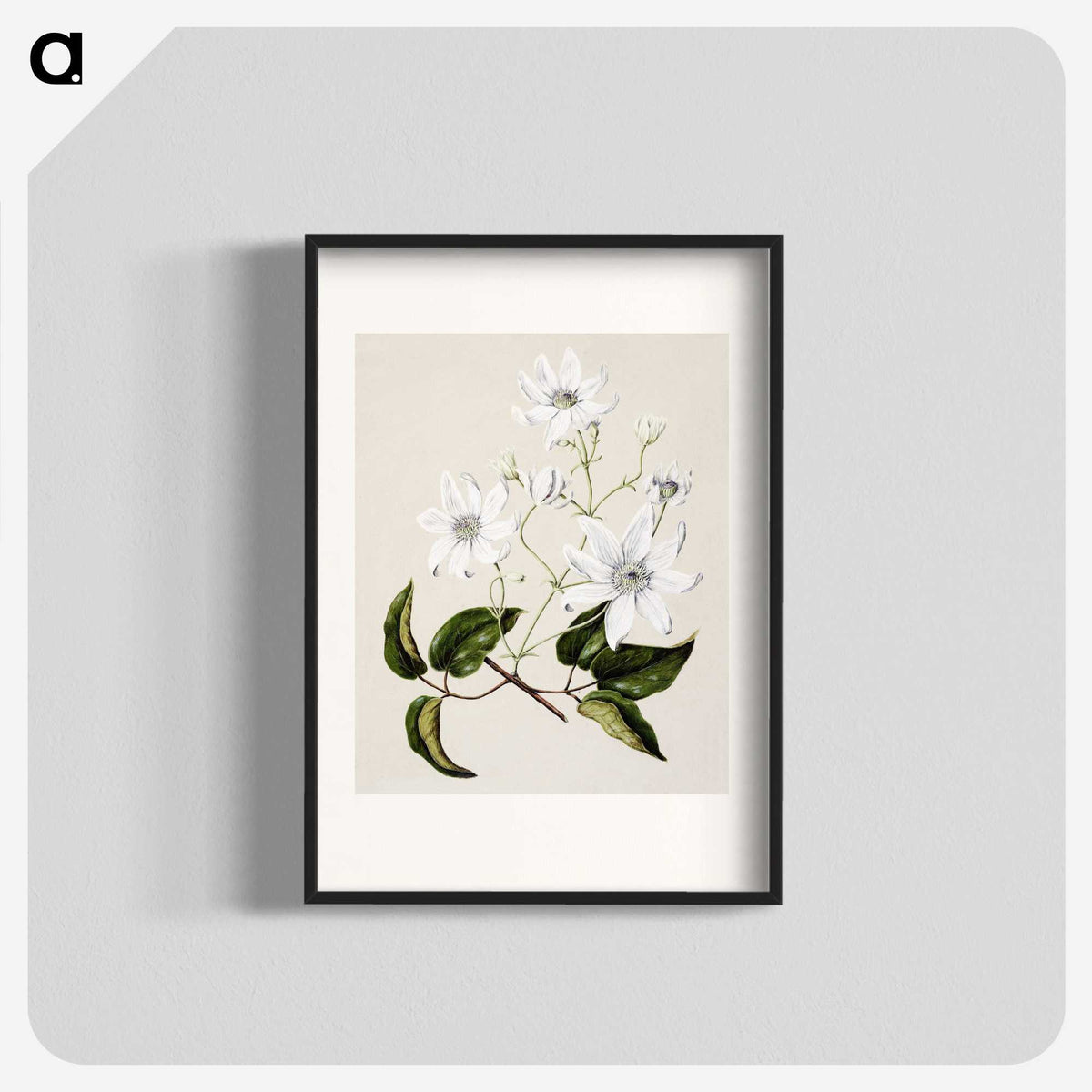 1-3_Native-Flowering-Plants-of-New-Zealand_blk