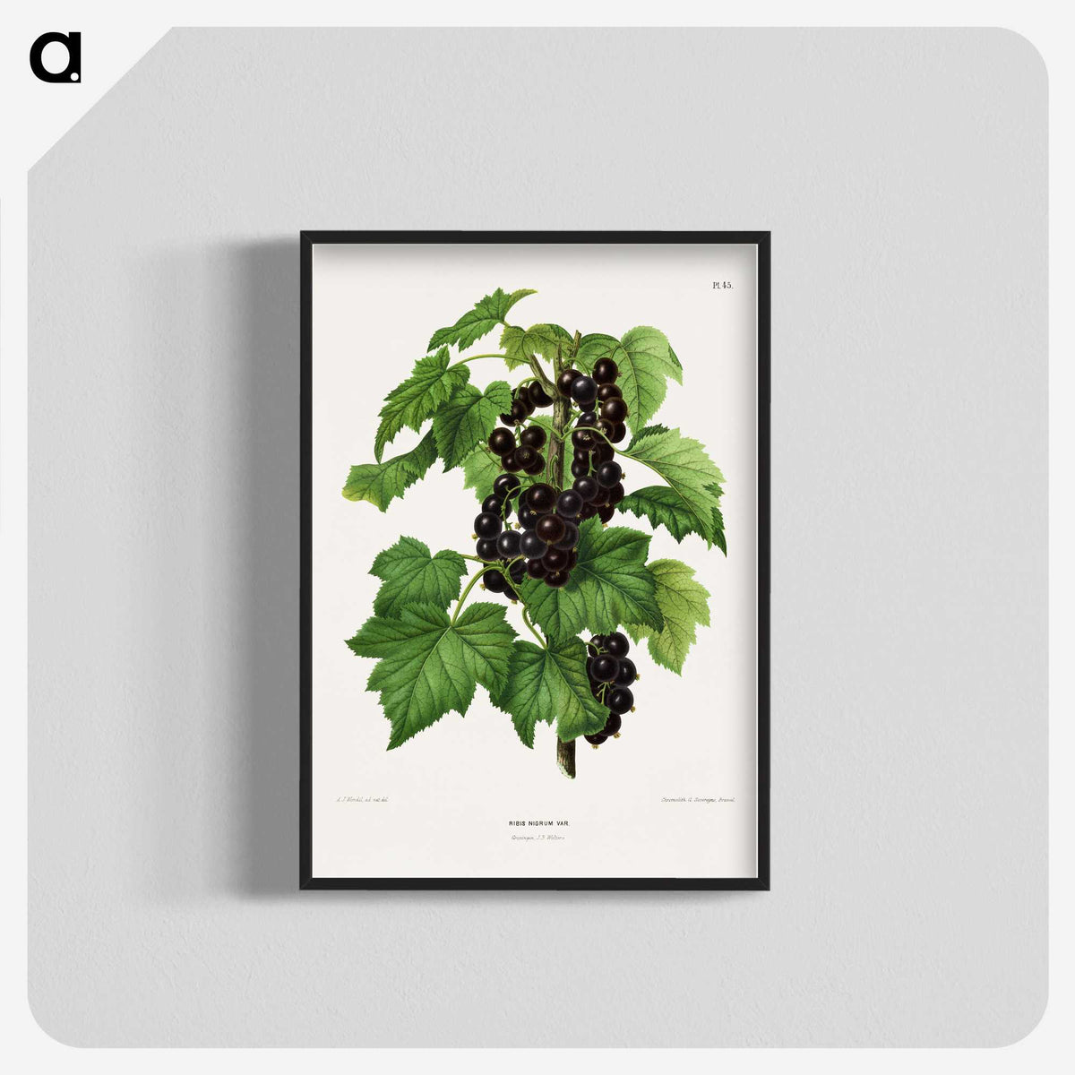 1-3_Nederlandsche-Flora-en-Pomona_blk-crop