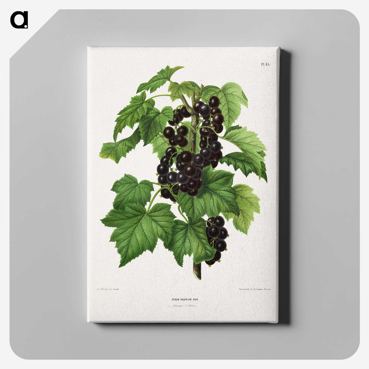 1-3_Nederlandsche-Flora-en-Pomona_canvas