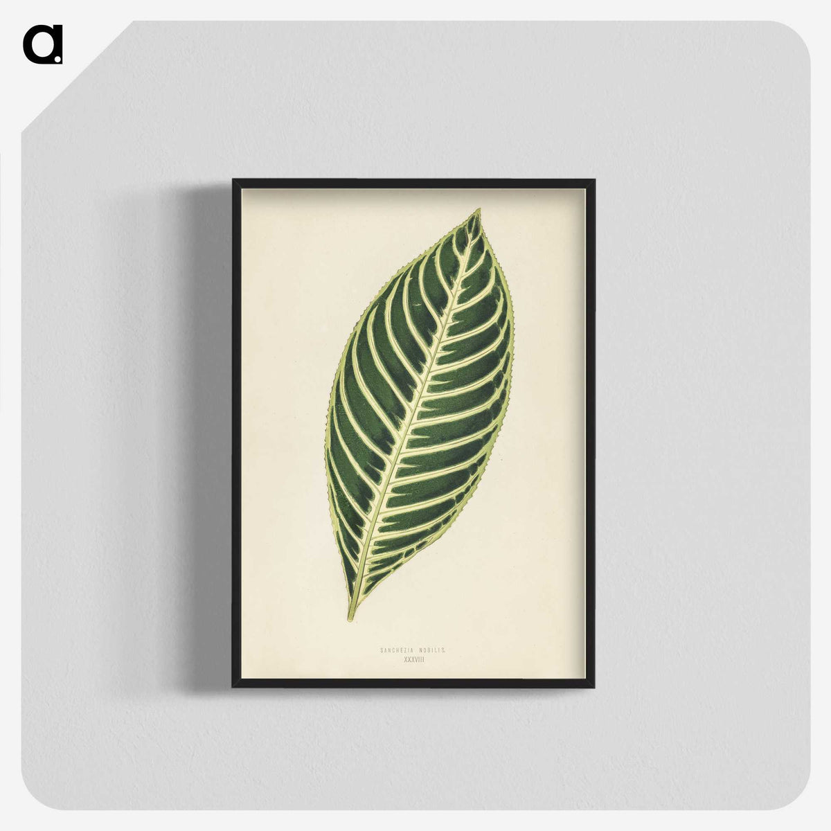 1-3_New-and-Rare-Beautiful-Leaved-Plants_blk-crop