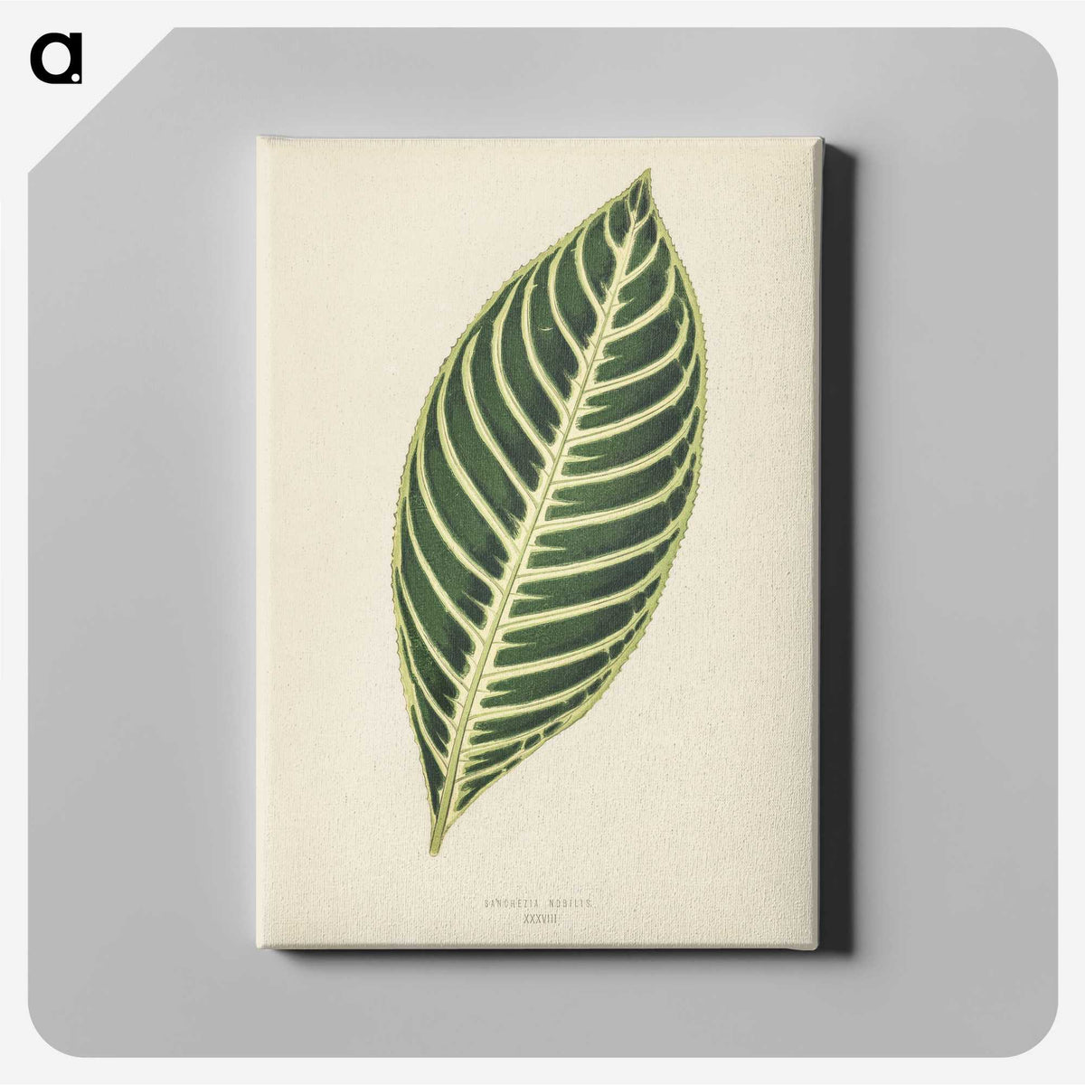 1-3_New-and-Rare-Beautiful-Leaved-Plants_canvas