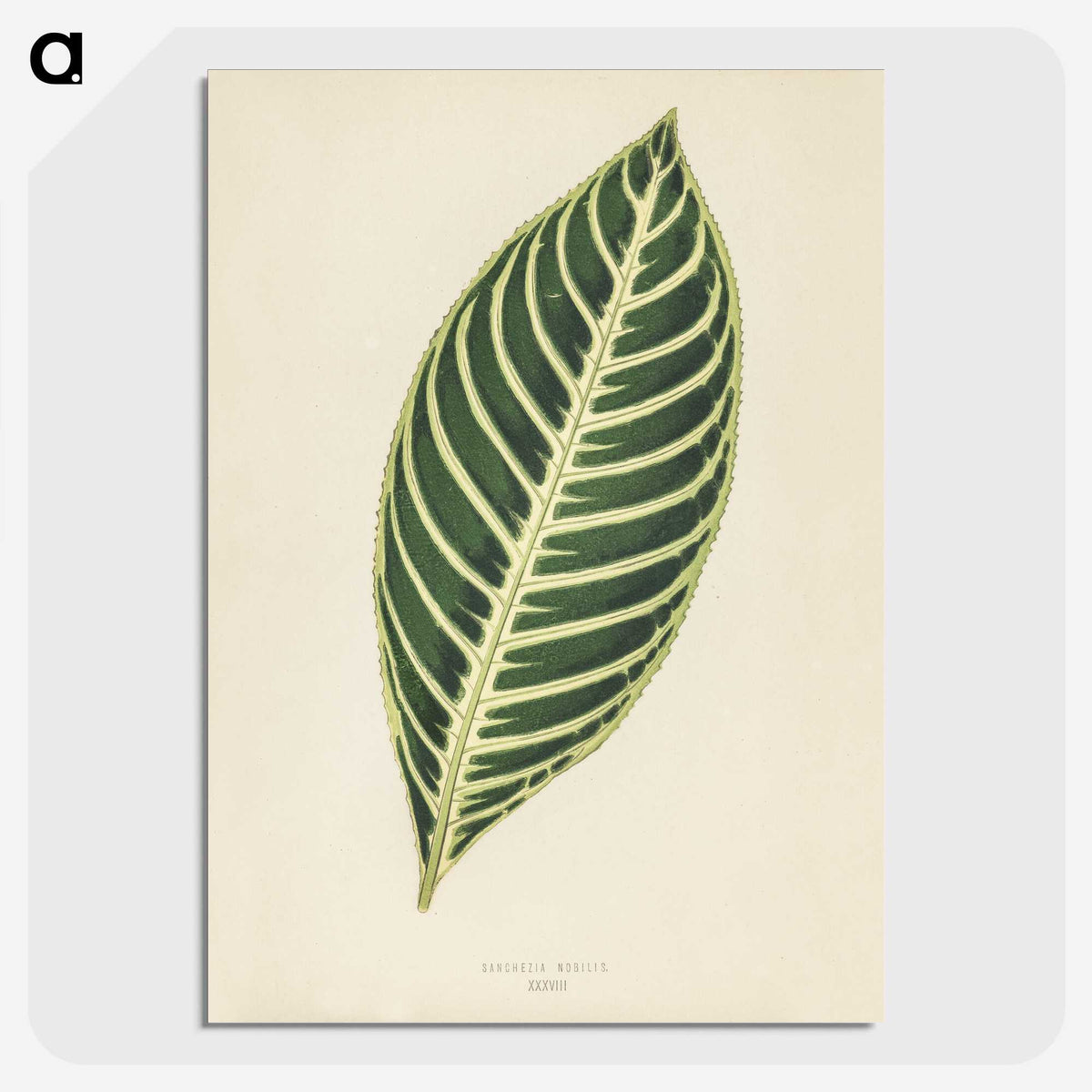 1-3_New-and-Rare-Beautiful-Leaved-Plants_picture-crop