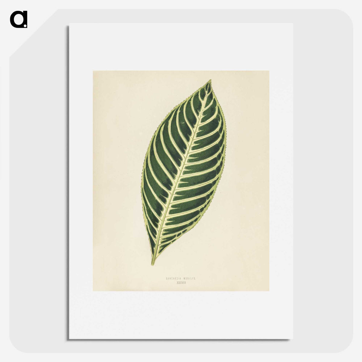 1-3_New-and-Rare-Beautiful-Leaved-Plants_picture