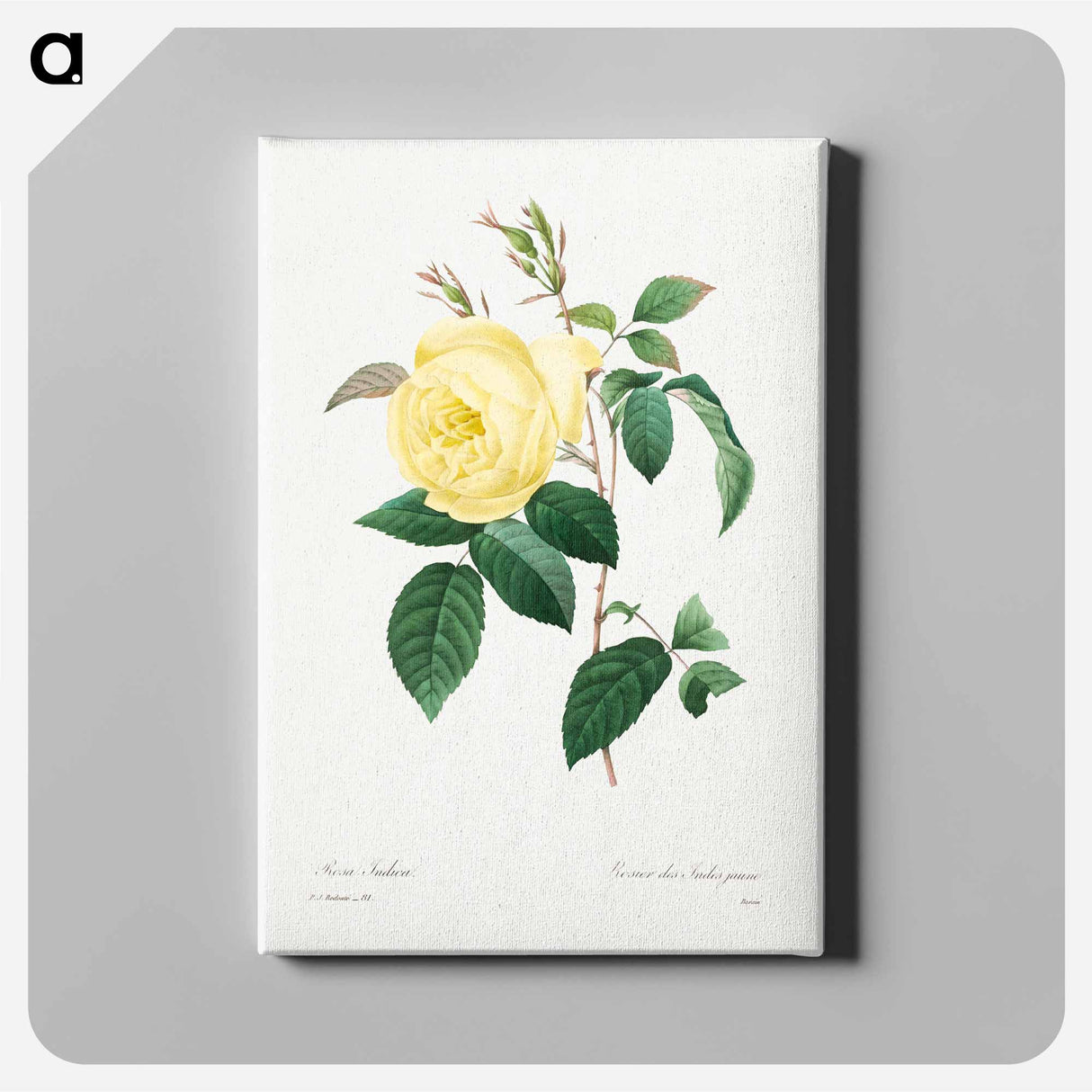 アートパネル-Yellow Rose - ピエール ジョゼフ ルドゥーテ Canvas.