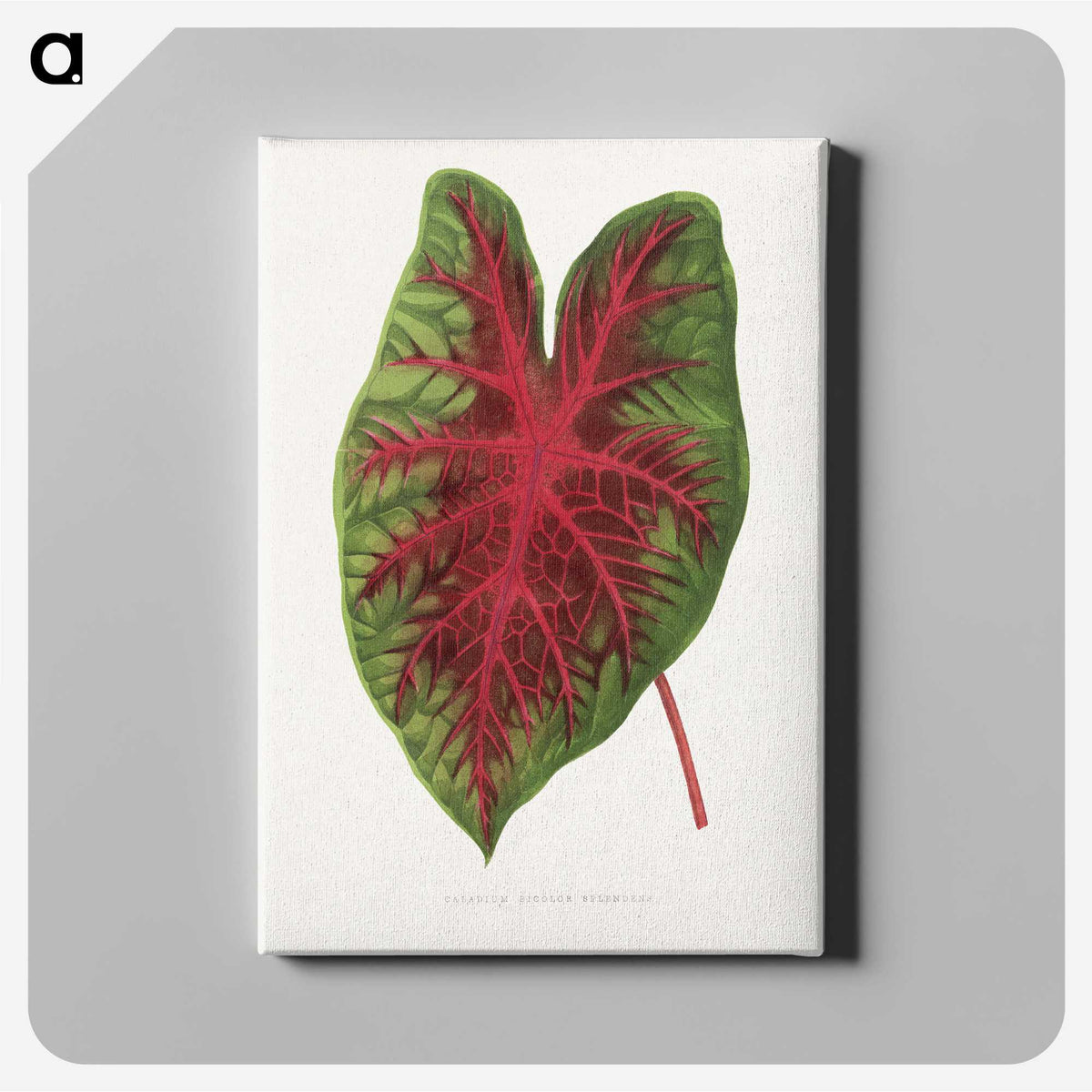 1-3_Plants-with-Colored-Foliage_canvas