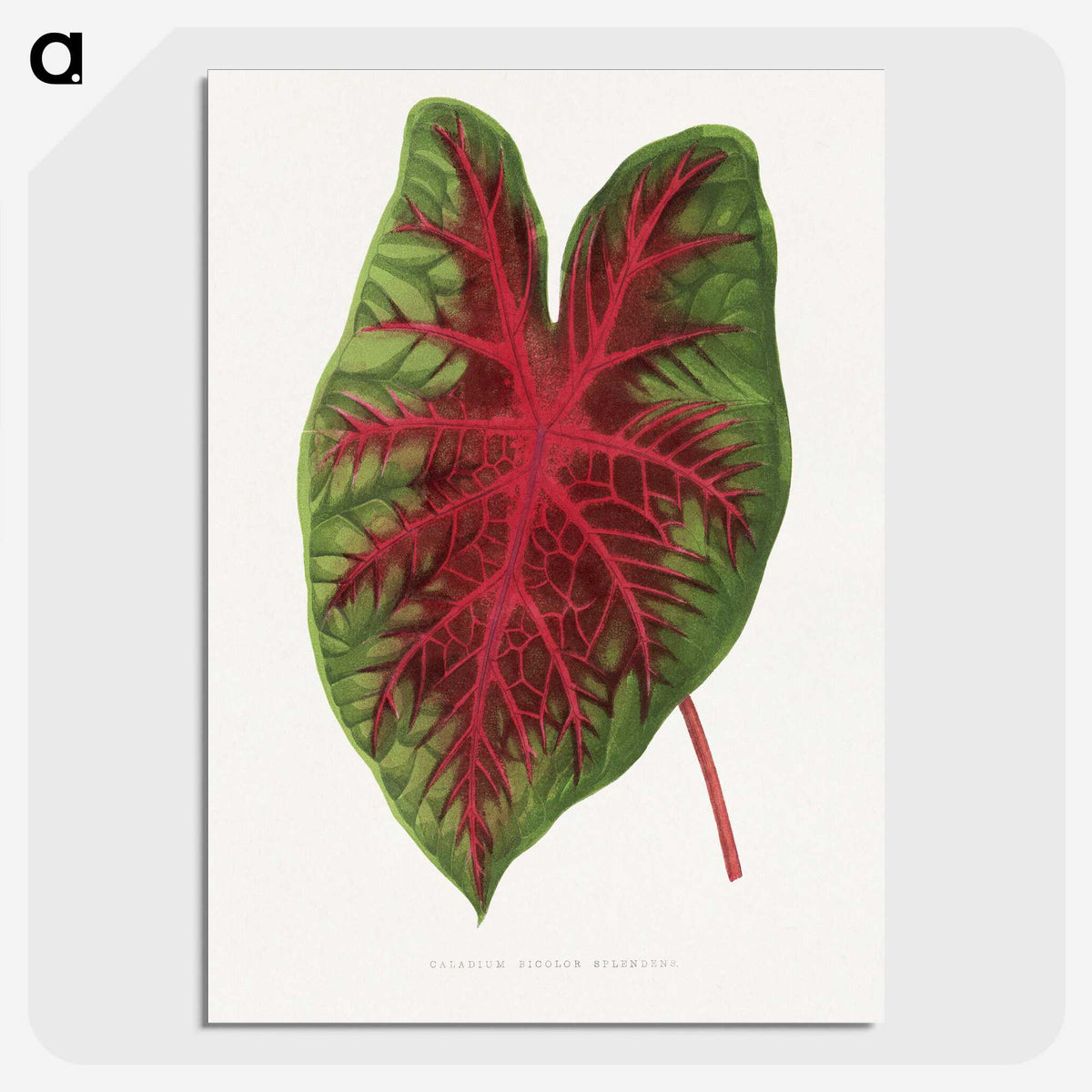 1-3_Plants-with-Colored-Foliage_picture-crop