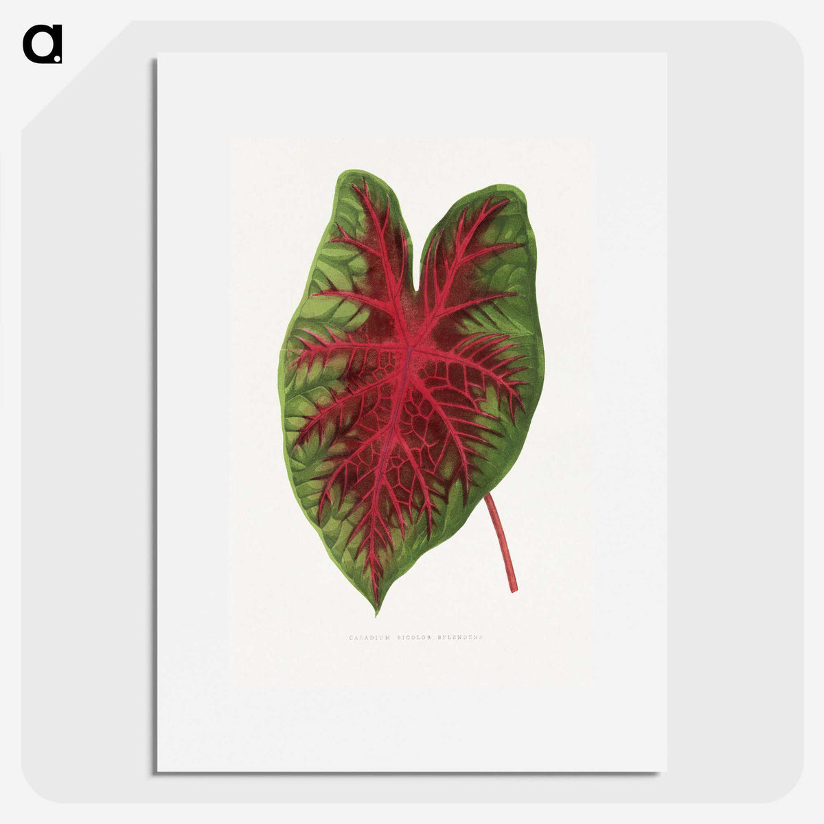 1-3_Plants-with-Colored-Foliage_picture