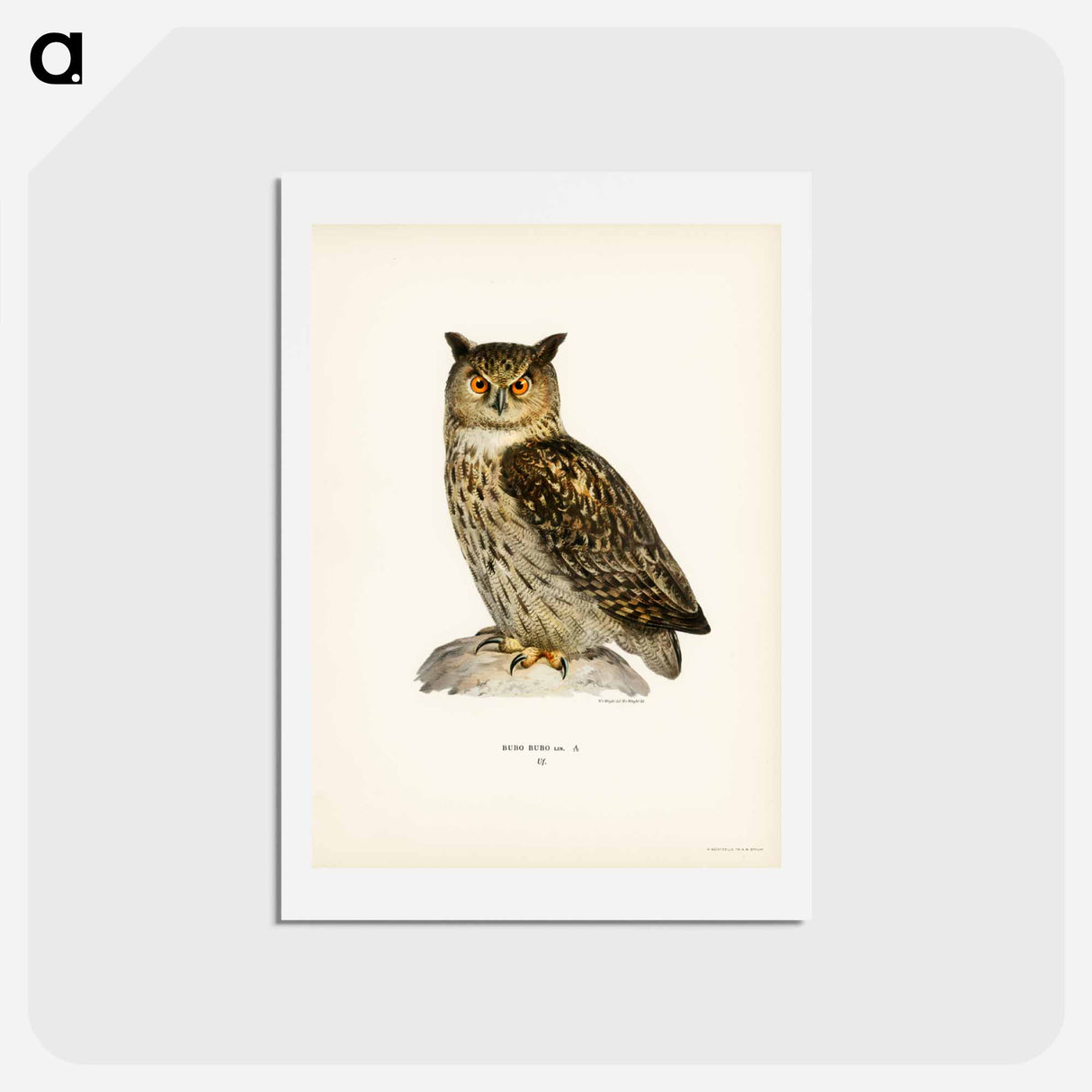 アートポストカード-Eurasian Eagle-Owl
- スヴェンスカ フォグラル Postcard.
