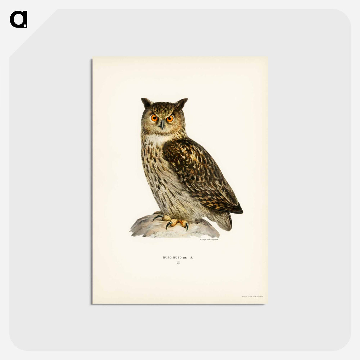 アートポストカード-Eurasian Eagle-Owl
- スヴェンスカ フォグラル Postcard.