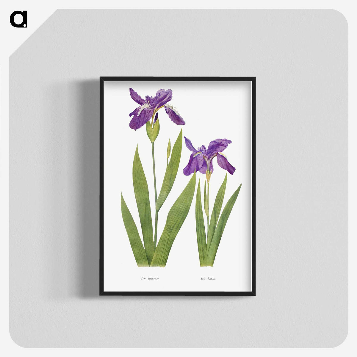 1-3_The-Genus-Iris_blk-crop