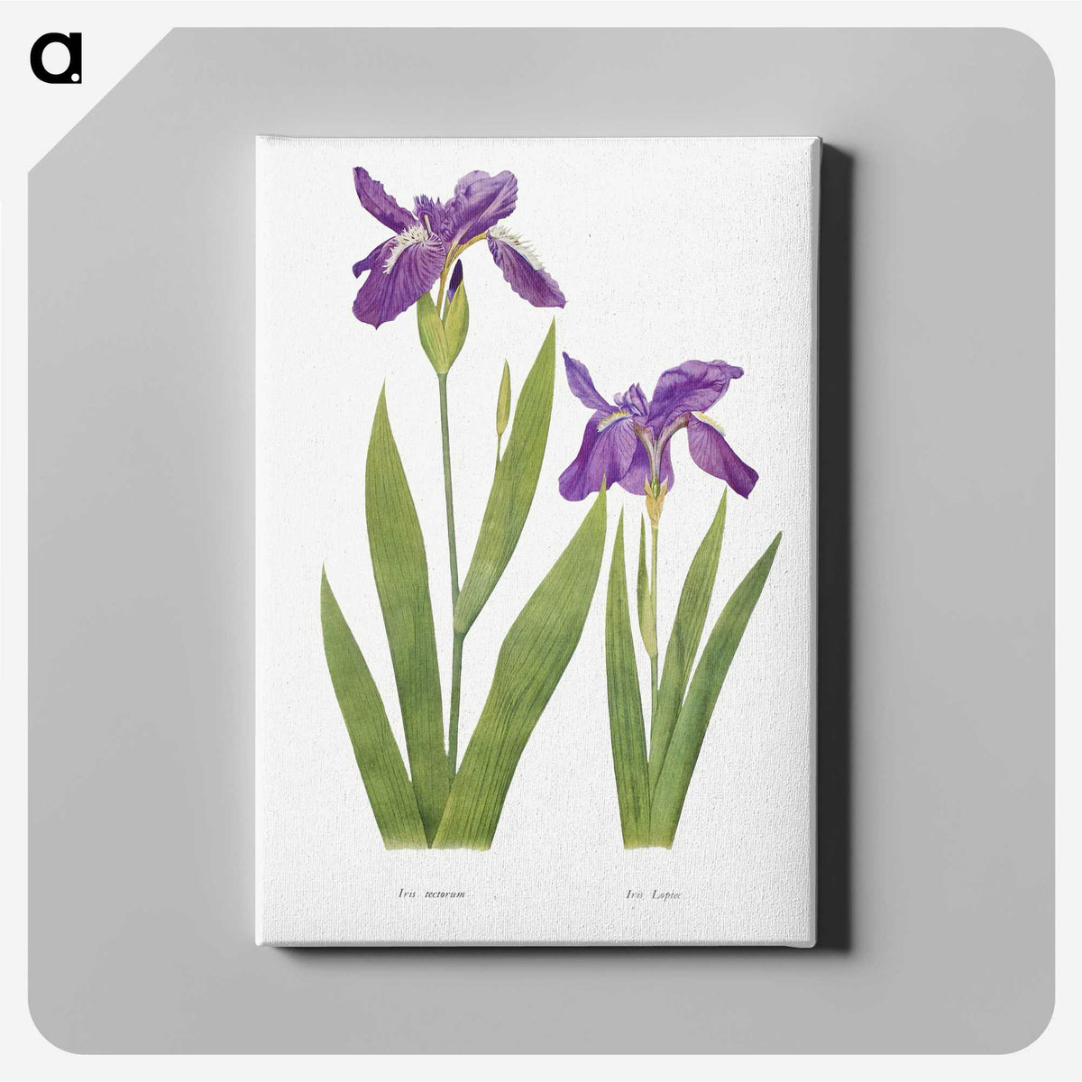 1-3_The-Genus-Iris_canvas