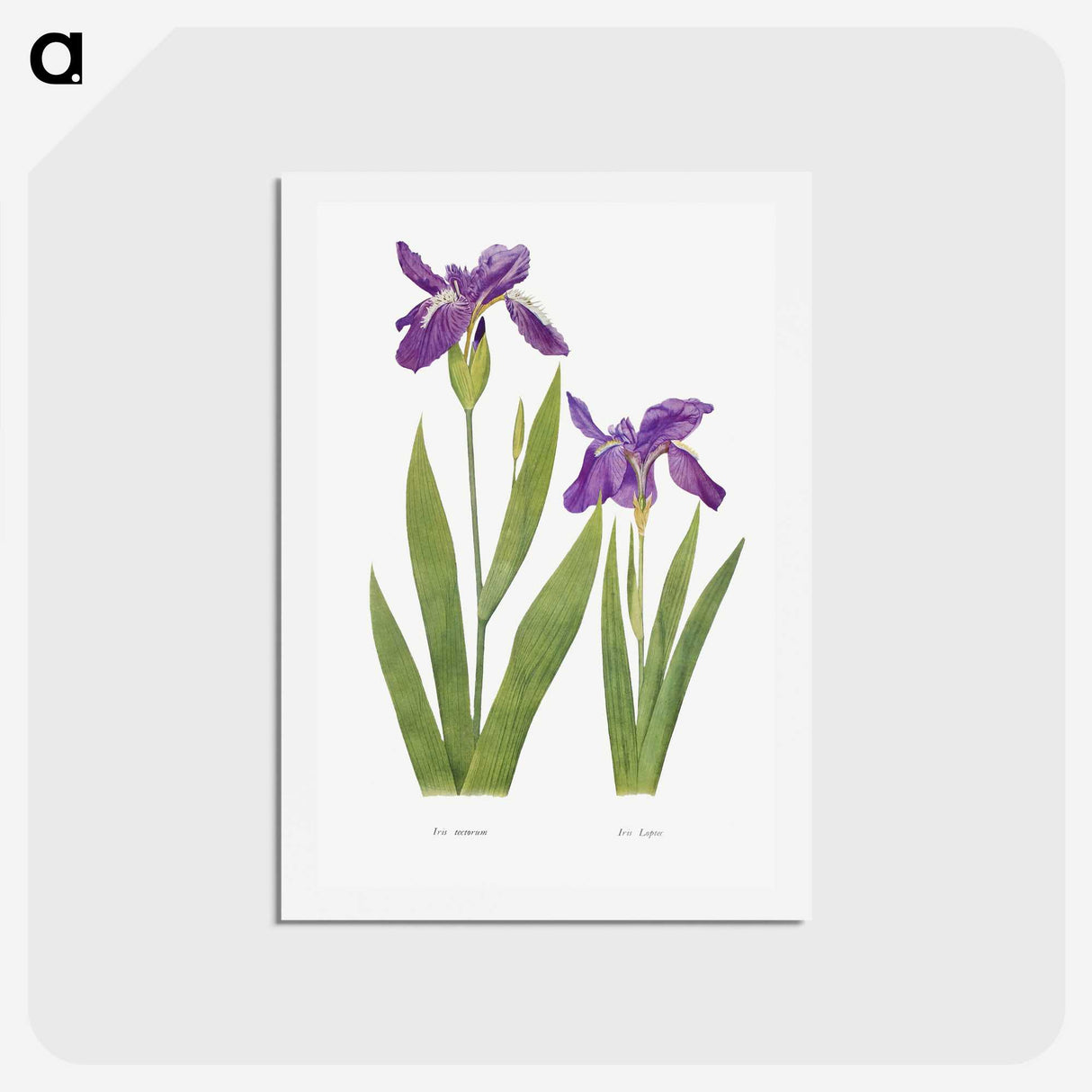 1-3_The-Genus-Iris_hagaki