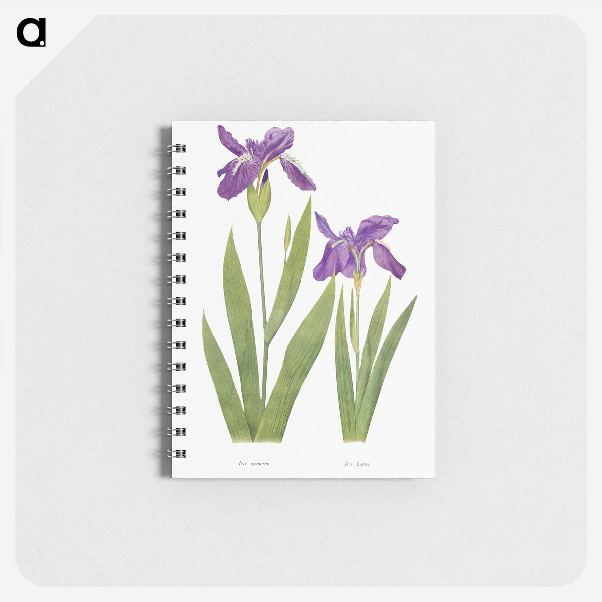 1-3_The-Genus-Iris_memo