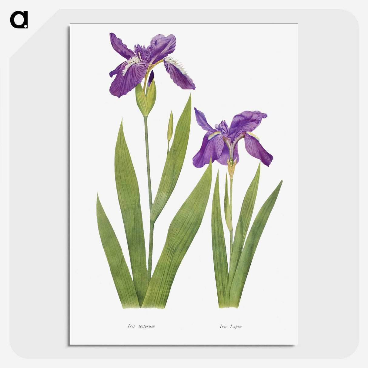 1-3_The-Genus-Iris_picture-crop