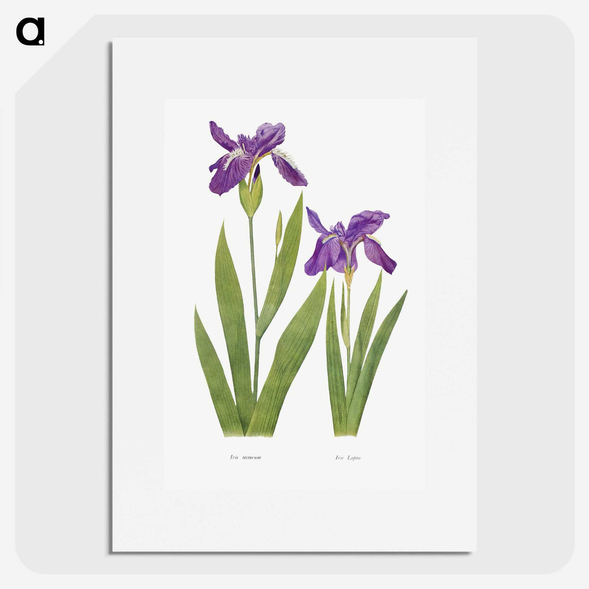 1-3_The-Genus-Iris_picture