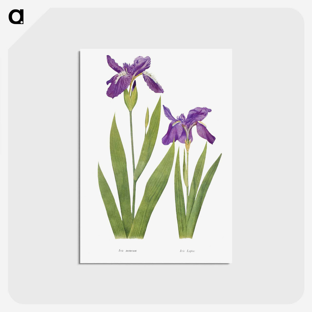 1-3_The-Genus-Iris_postcard
