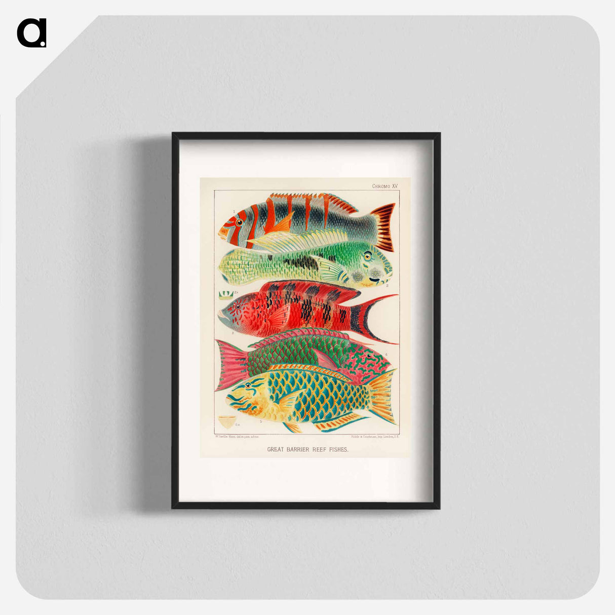 Great Barrier Reef Fishes - オーストラリアのグレートバリアリーフ Poster.