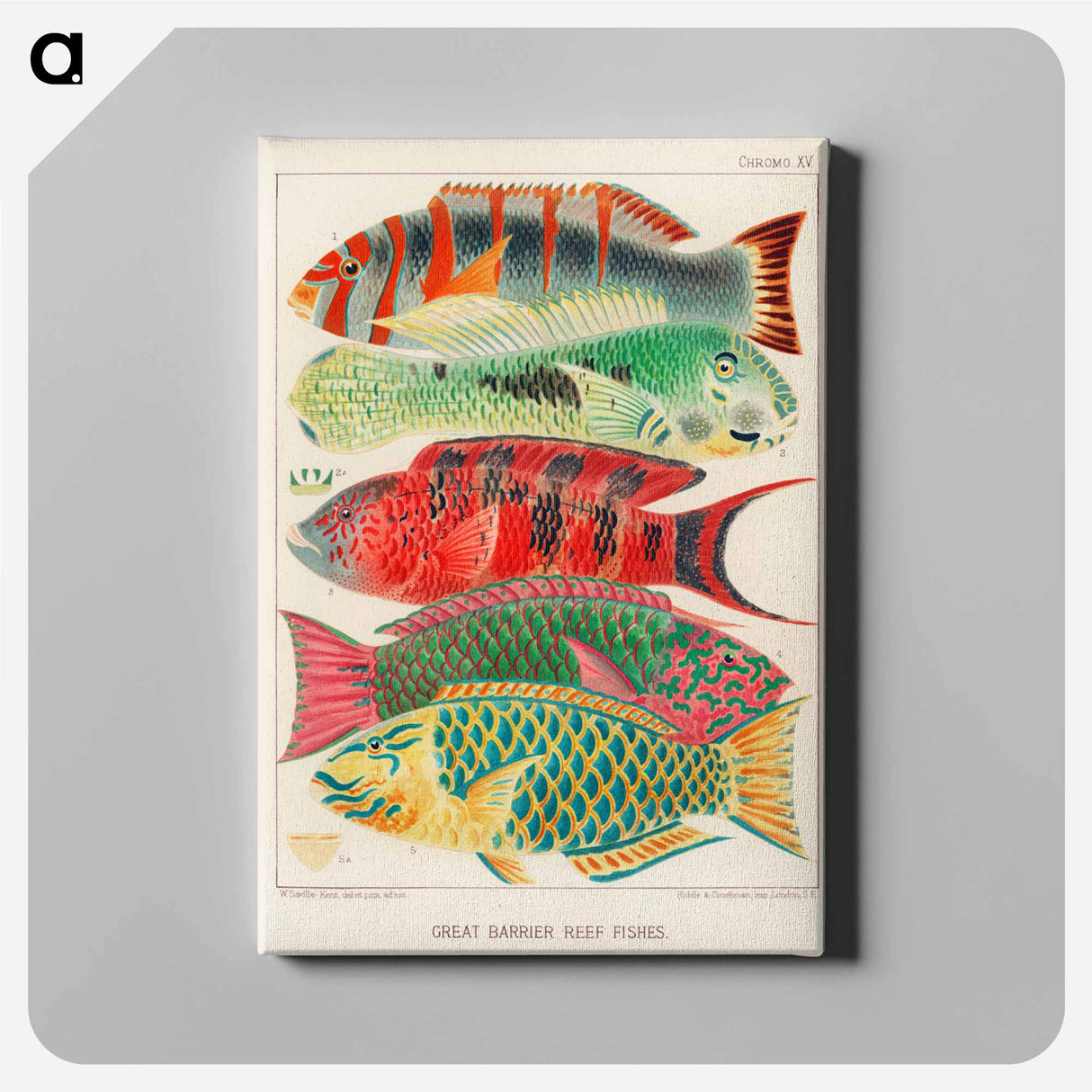 Great Barrier Reef Fishes - オーストラリアのグレートバリアリーフ Canvas.