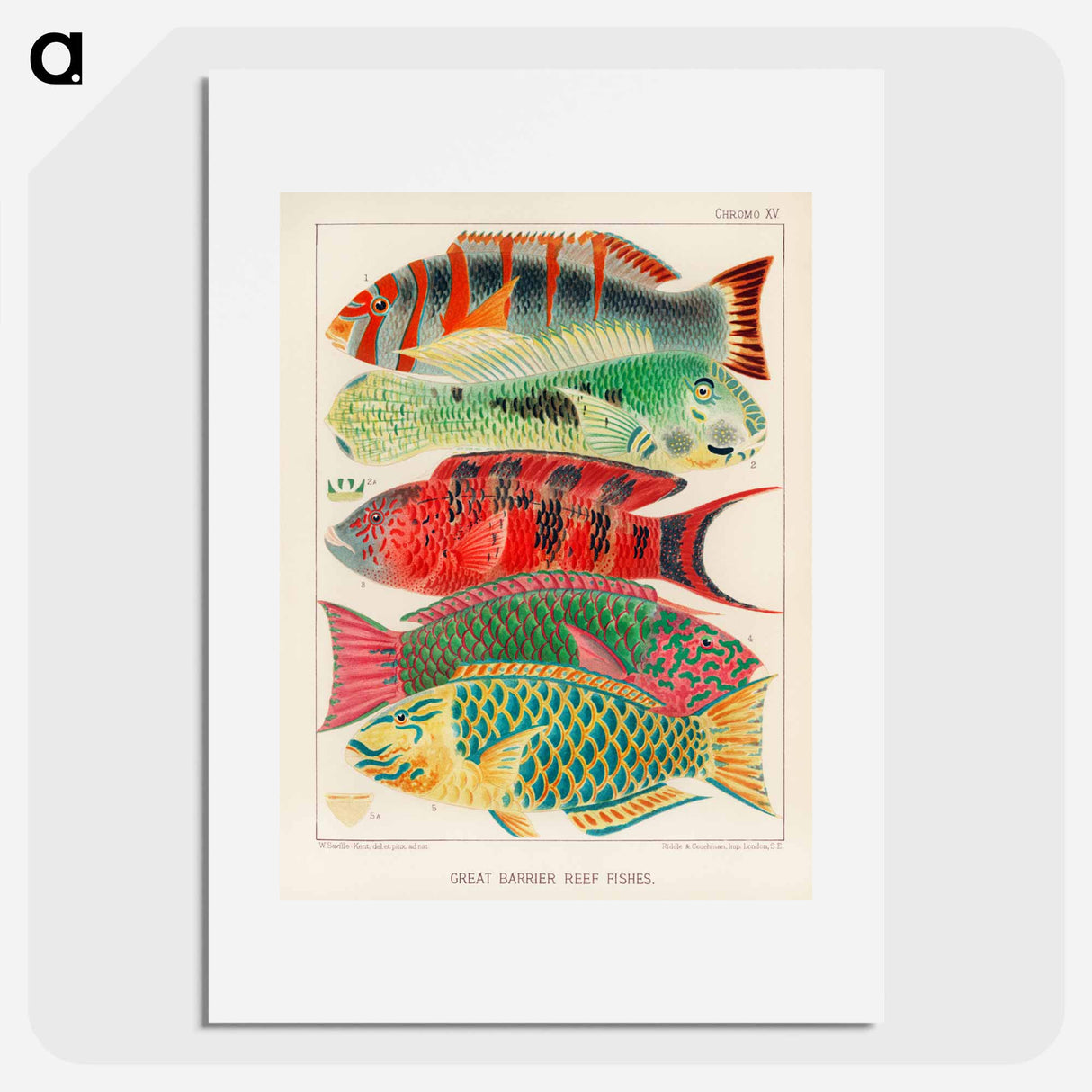 Great Barrier Reef Fishes - オーストラリアのグレートバリアリーフ Poster.