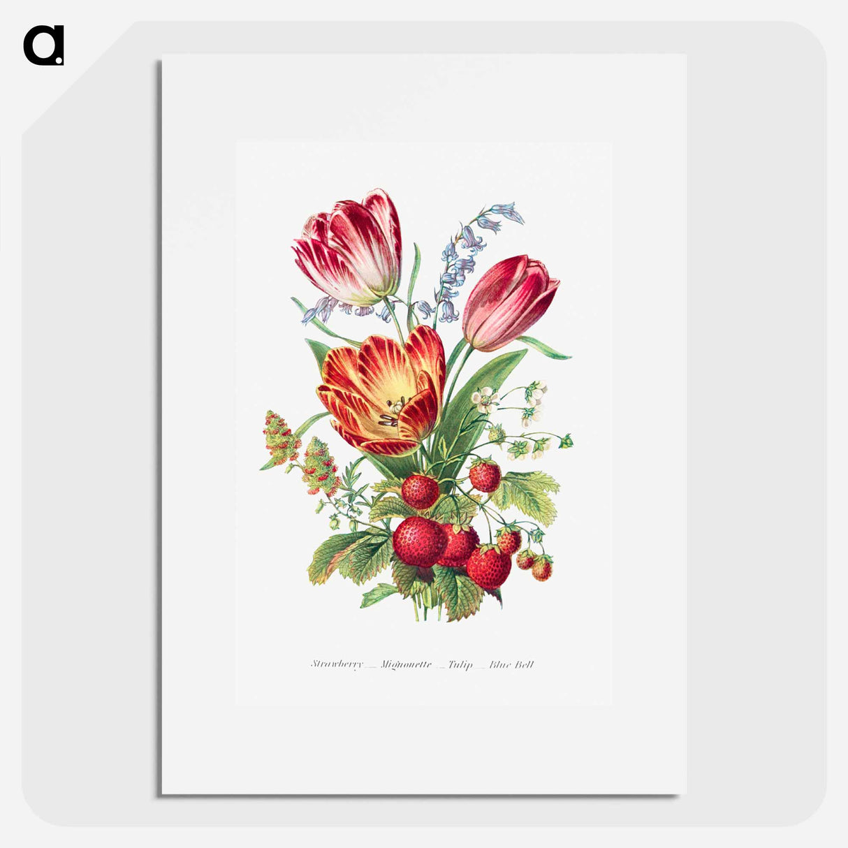 アートポスター-Strawberry, Mignonette, Tulip, and Blue Bell
- 花言葉 Poster.