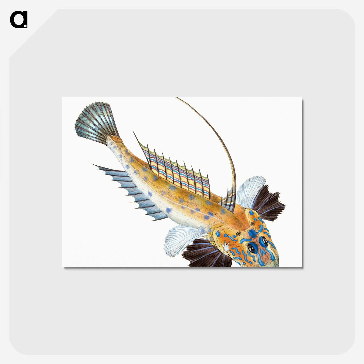 1-3_The-Natural-History-of-British-Fishes_postcard