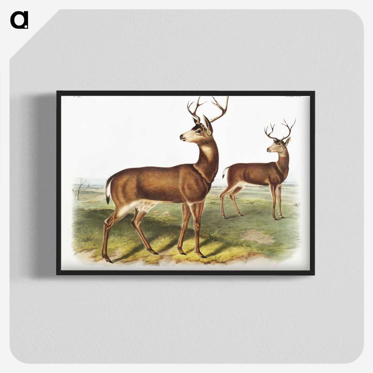1-3_The-Viviparous-Quadrupeds_blk-crop