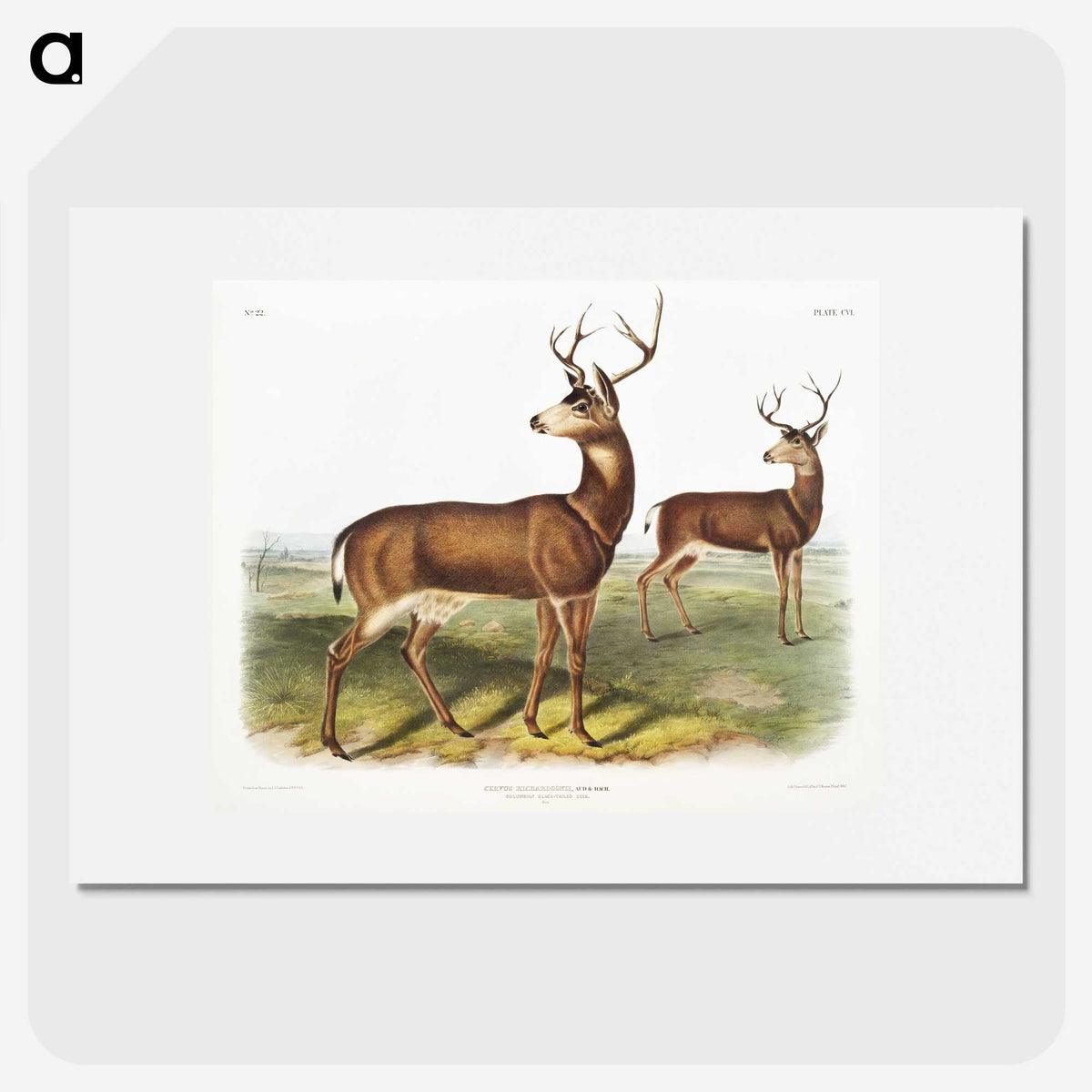 1-3_The-Viviparous-Quadrupeds_picture