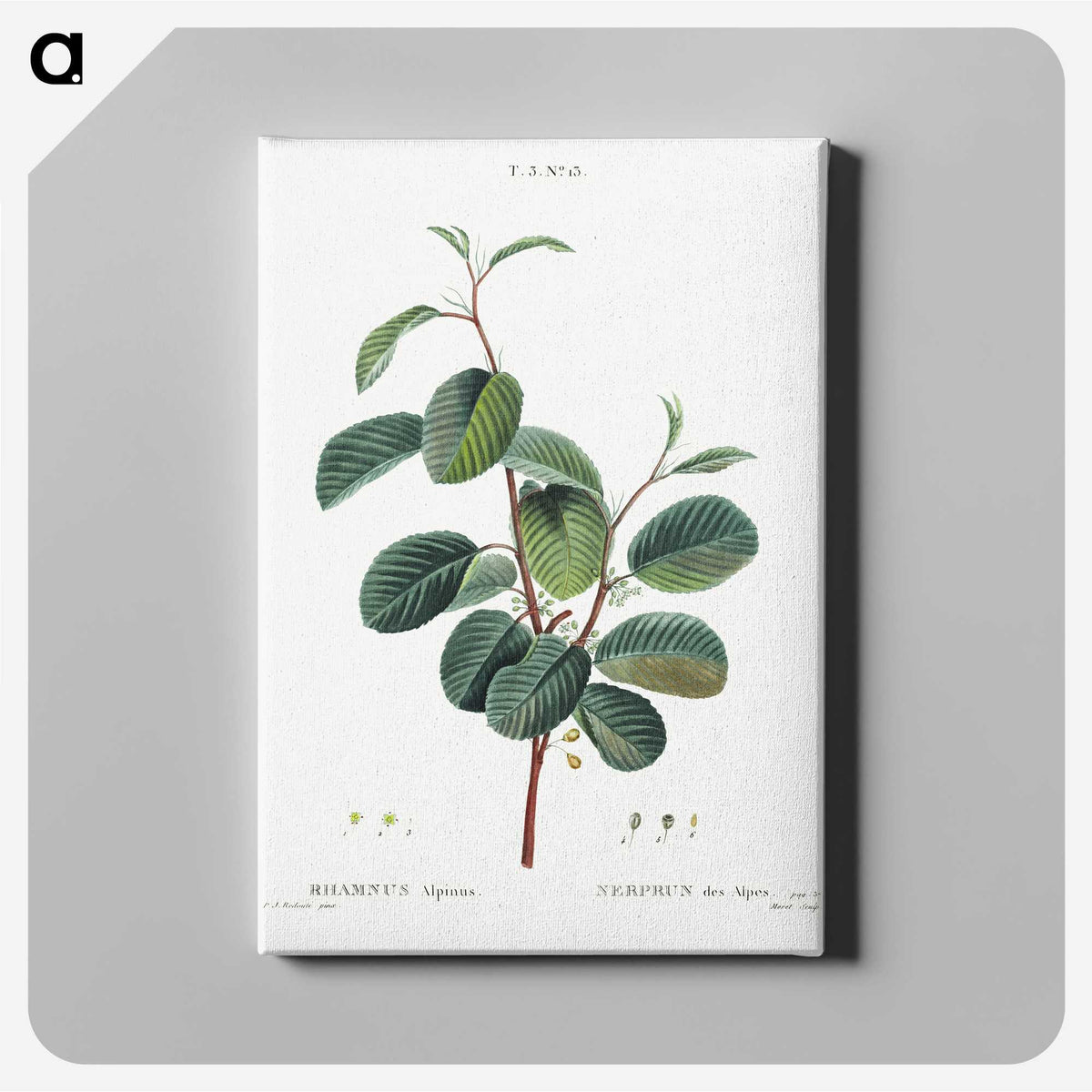 1-3_Treatise-on-Trees-and-Shrubs_canvas