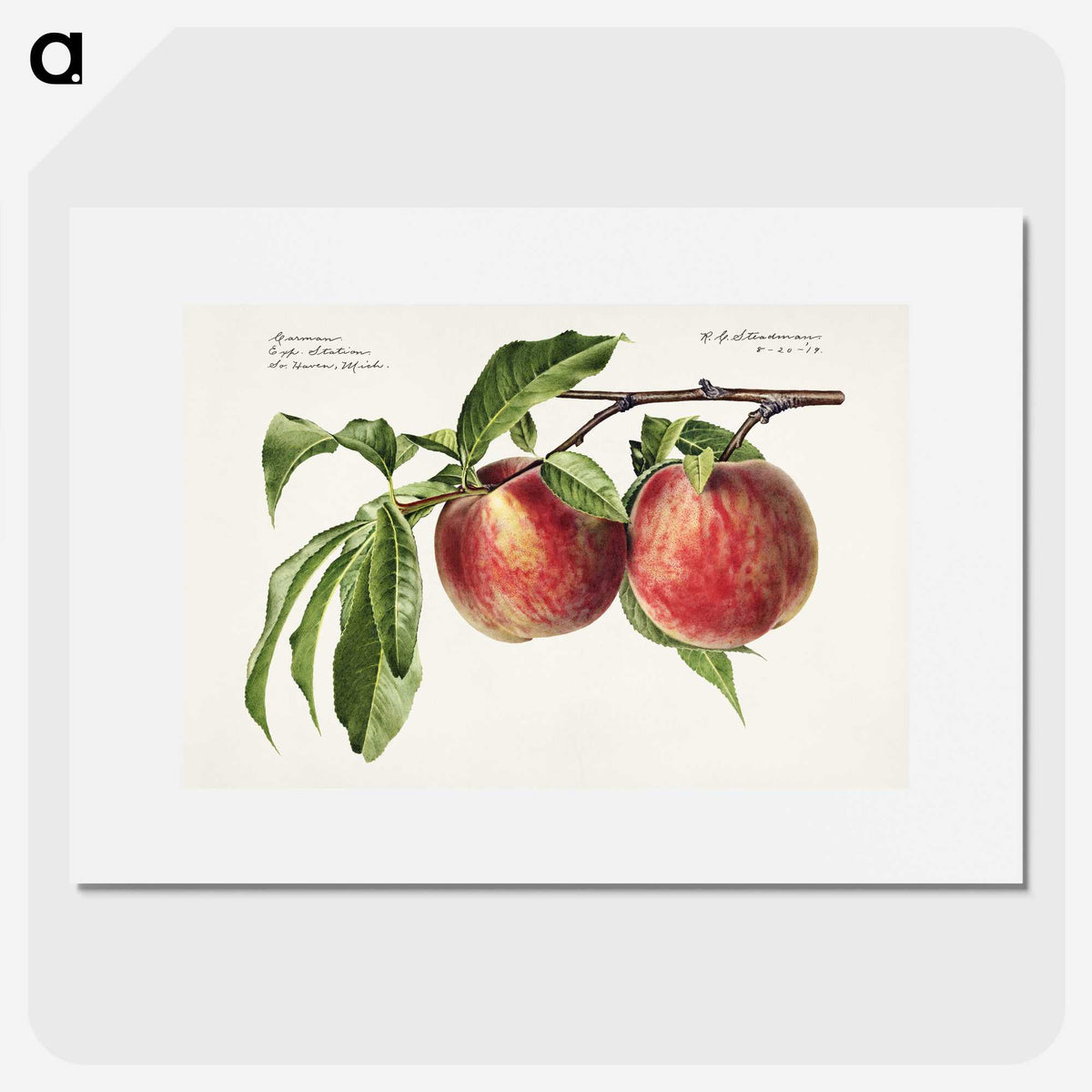 1-3_USDA-Watercolor-Fruit-Painting-Collection_picture