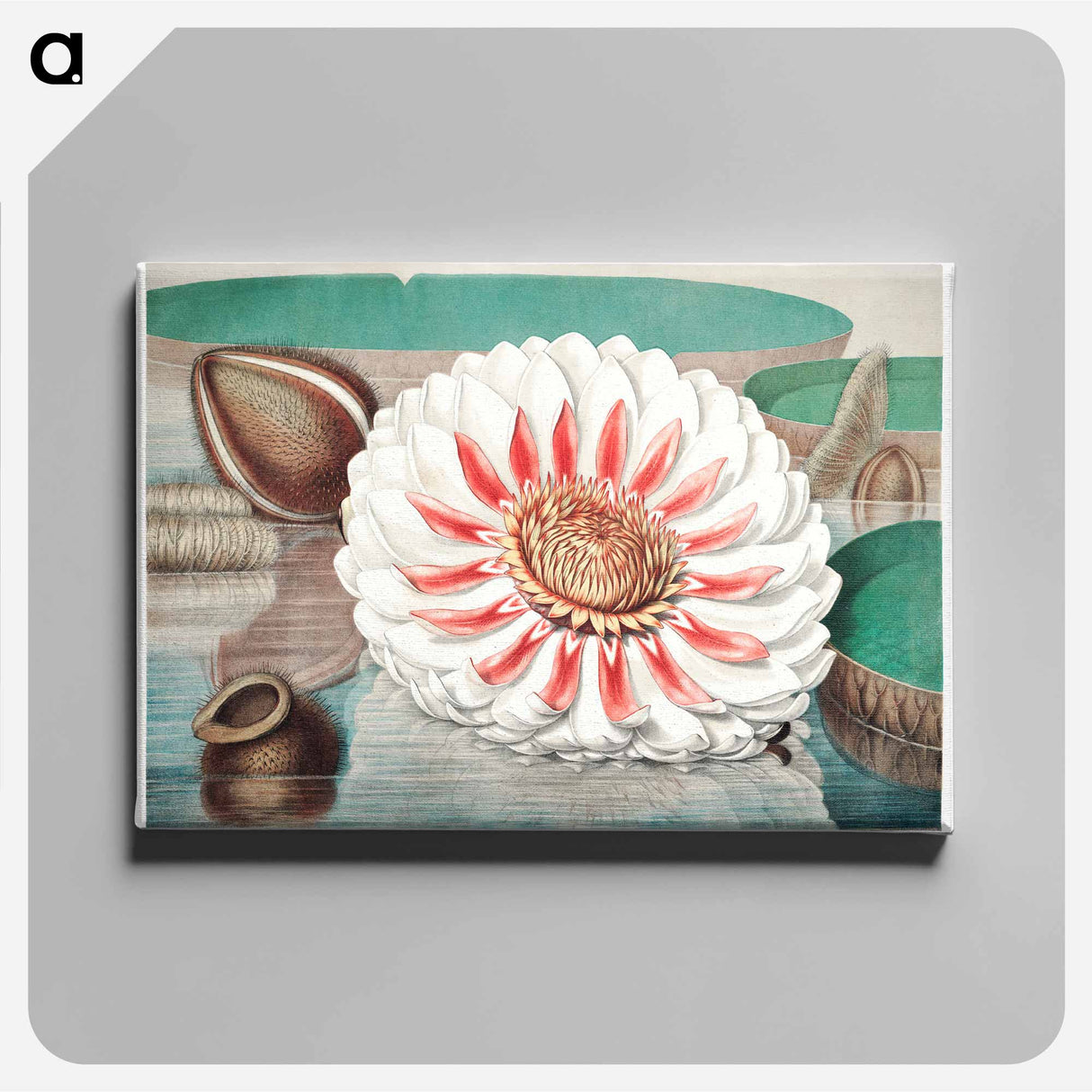 The Victoria Regia; or the Great Water Lily of America - Victoria Regia Canvas.