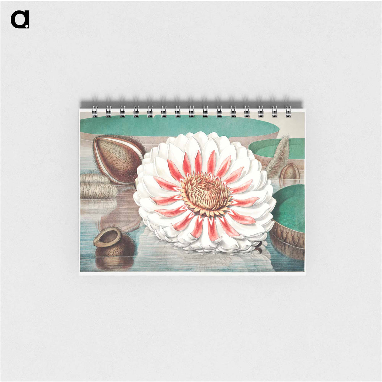 The Victoria Regia; or the Great Water Lily of America - ビクトリア レジア Memo.