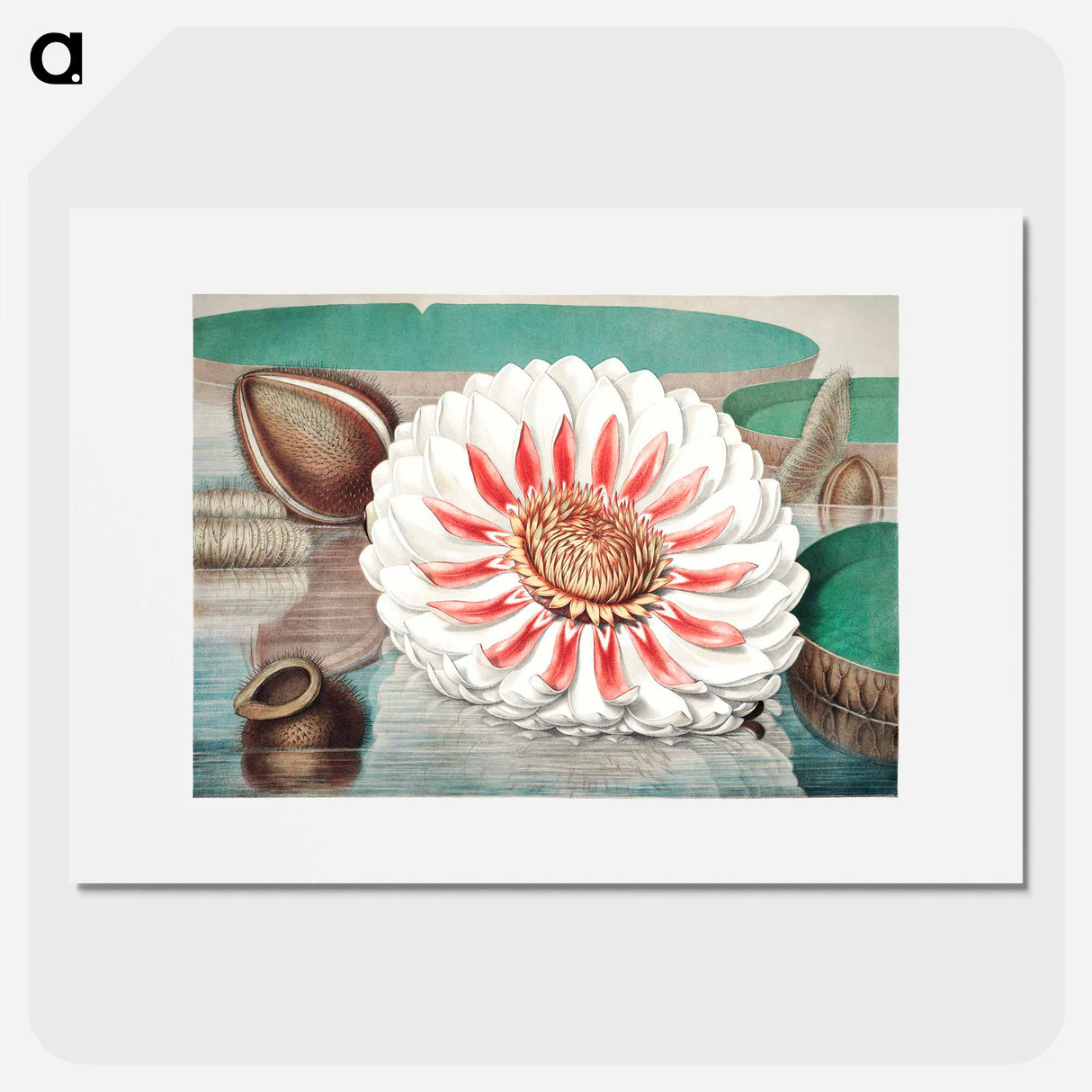 The Victoria Regia; or the Great Water Lily of America - Victoria Regia Poster.