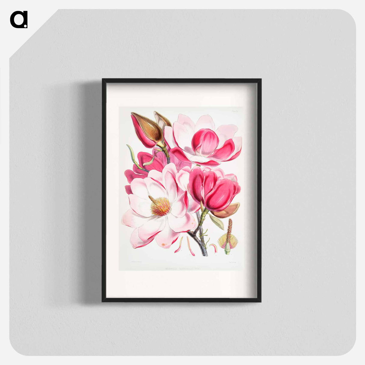 アートポスター-Campbell's magnolia - ウォルター フッド フィッチ Poster.