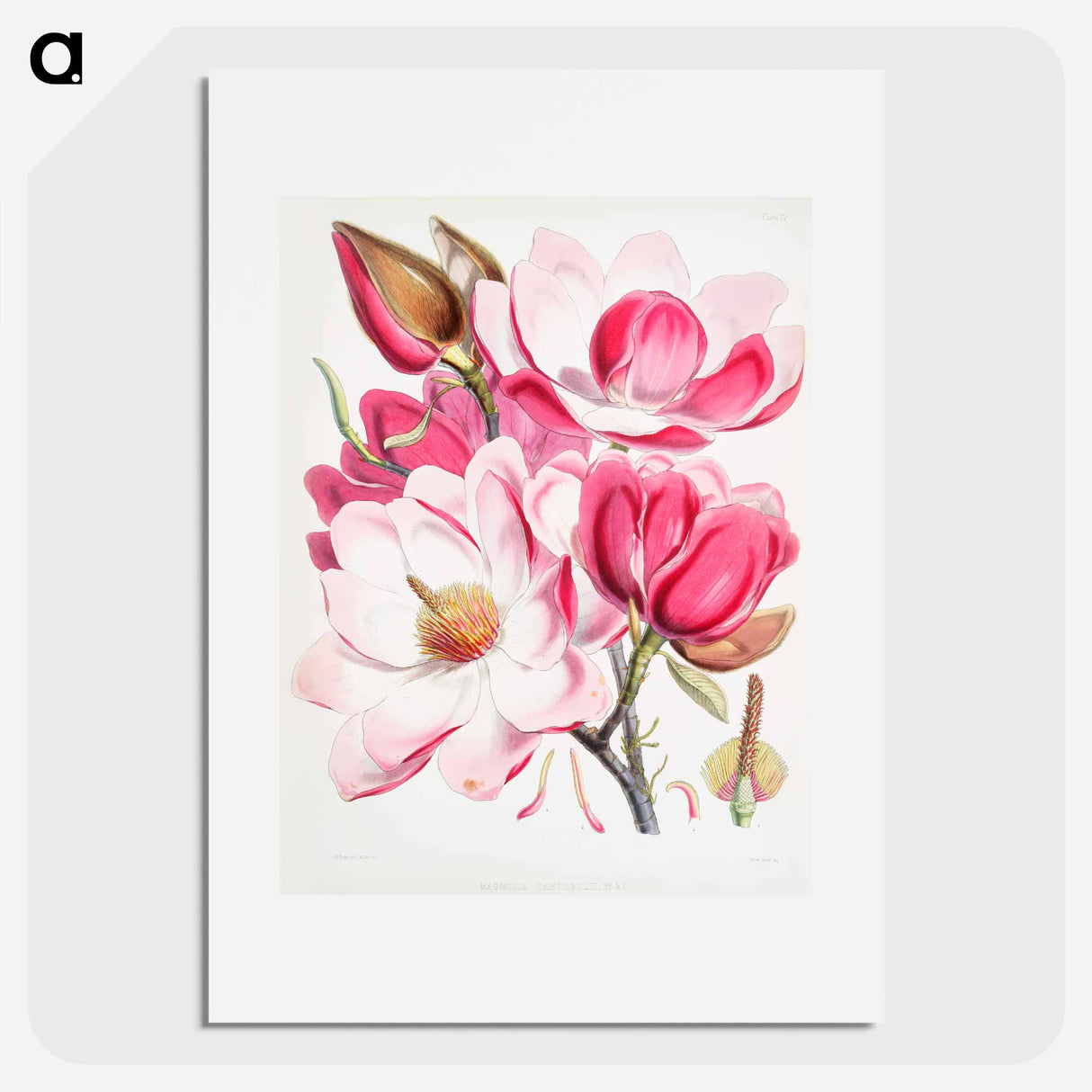 アートポスター-Campbell's magnolia - ウォルター フッド フィッチ Poster.