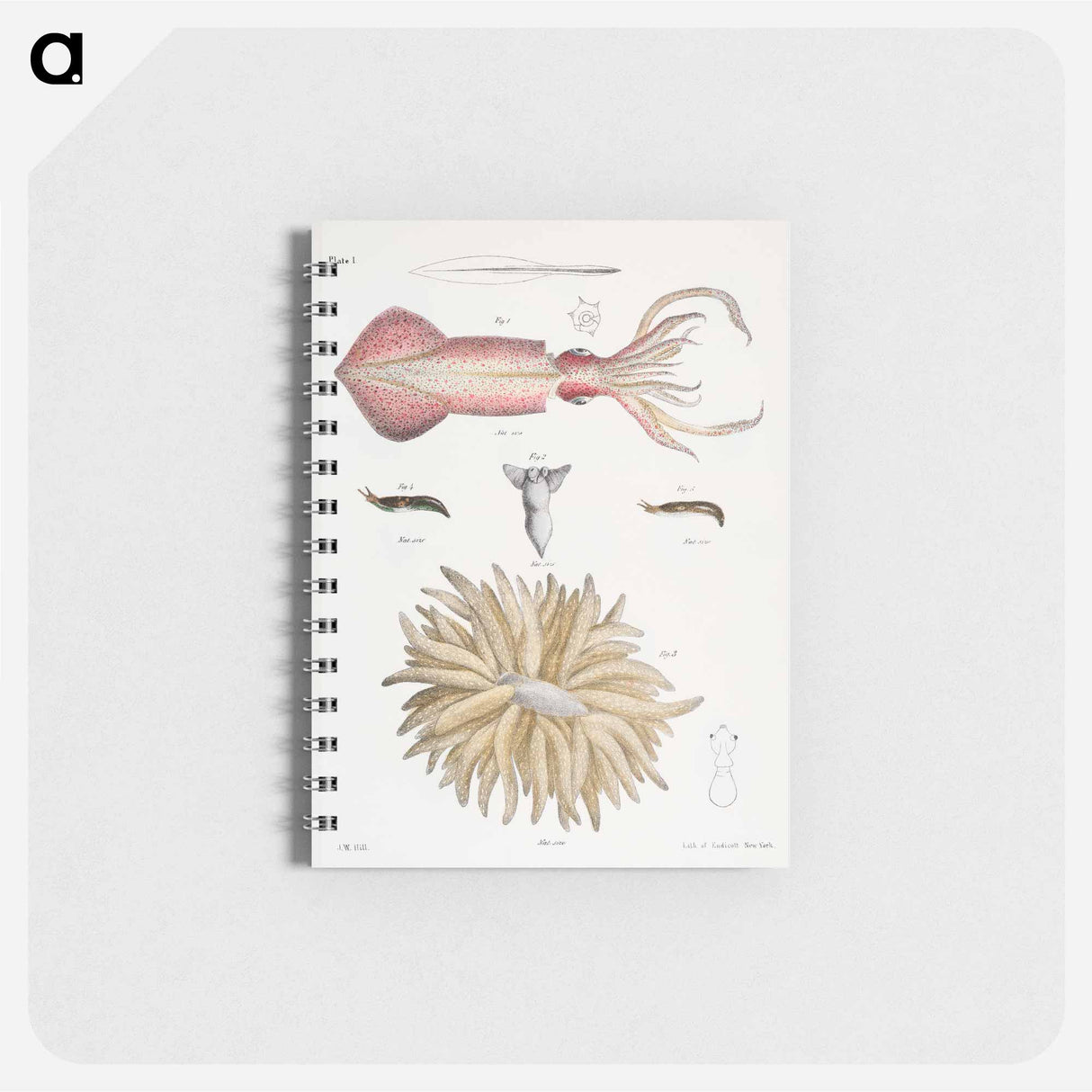 Different types of Squids - ニューヨークの動物学 Memo.