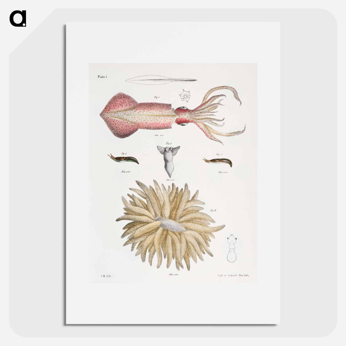 Different types of Squids - ニューヨークの動物学 Poster.