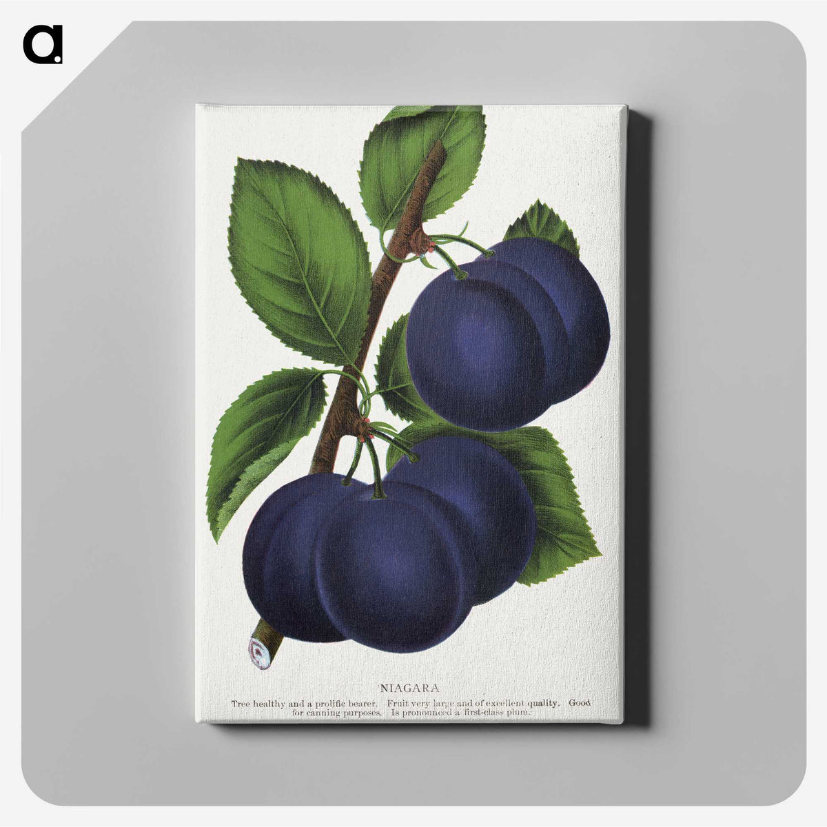 1-40_Botanical-Specimen-Plates_canvas