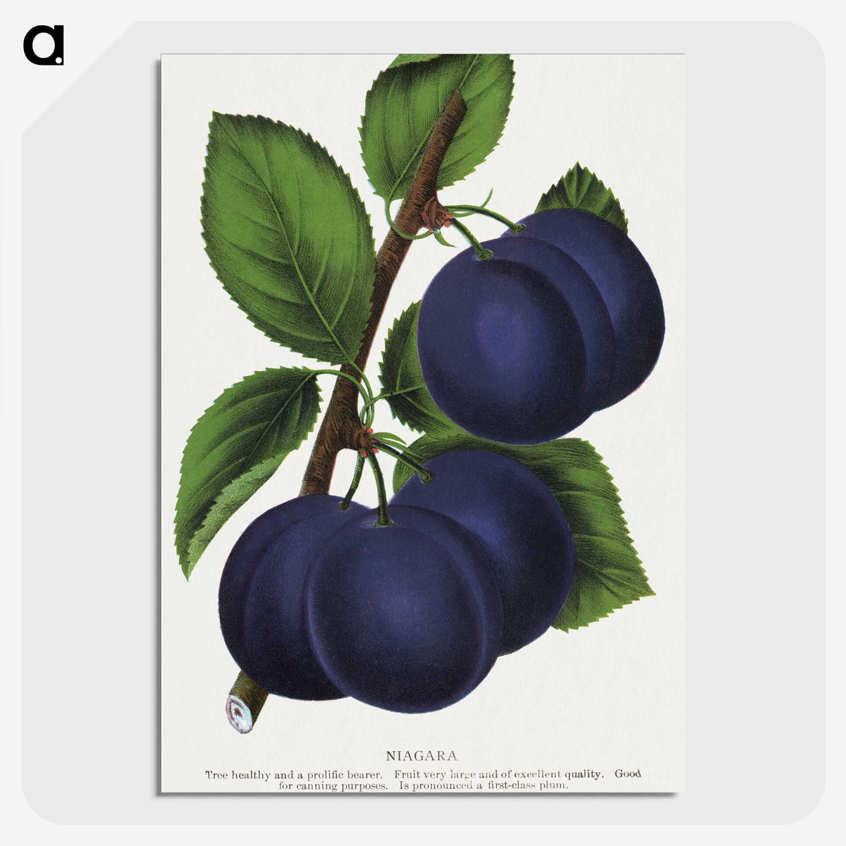 1-40_Botanical-Specimen-Plates_picture-crop