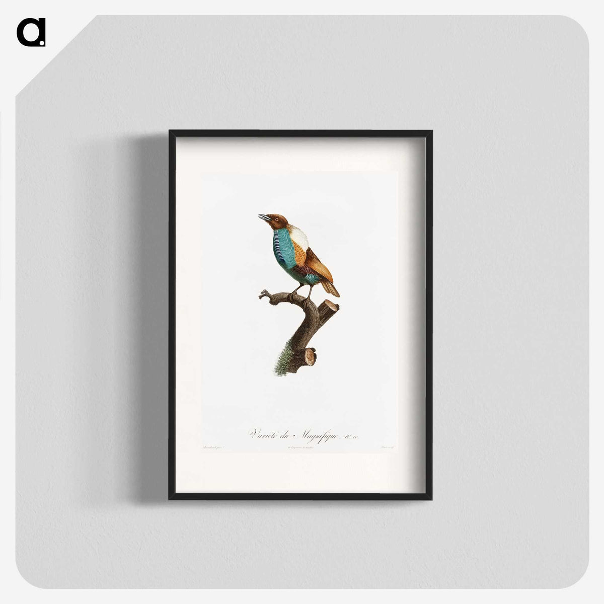1-40_Des-Oiseaux-de-Paradis_blk