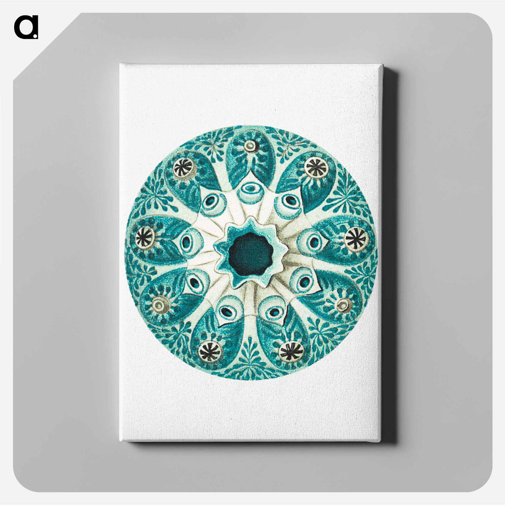Colorful vintage tunicate illustration - エルンスト ヘッケル Canvas.