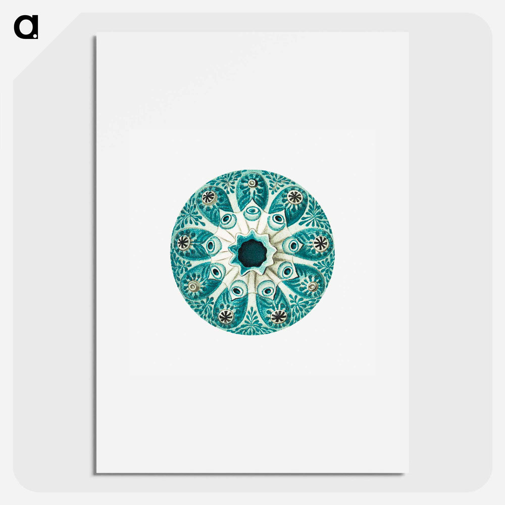 Colorful vintage tunicate illustration - エルンスト ヘッケル Poster.