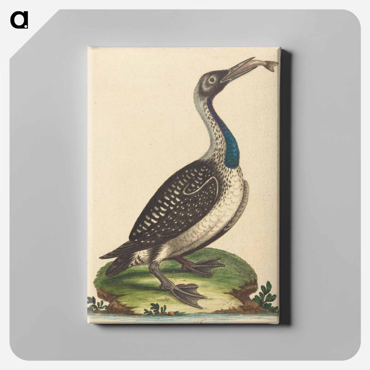 アートパネル-Black and White Water-Fowl with Blue Throat
- ジョージ エドワーズ Canvas.
