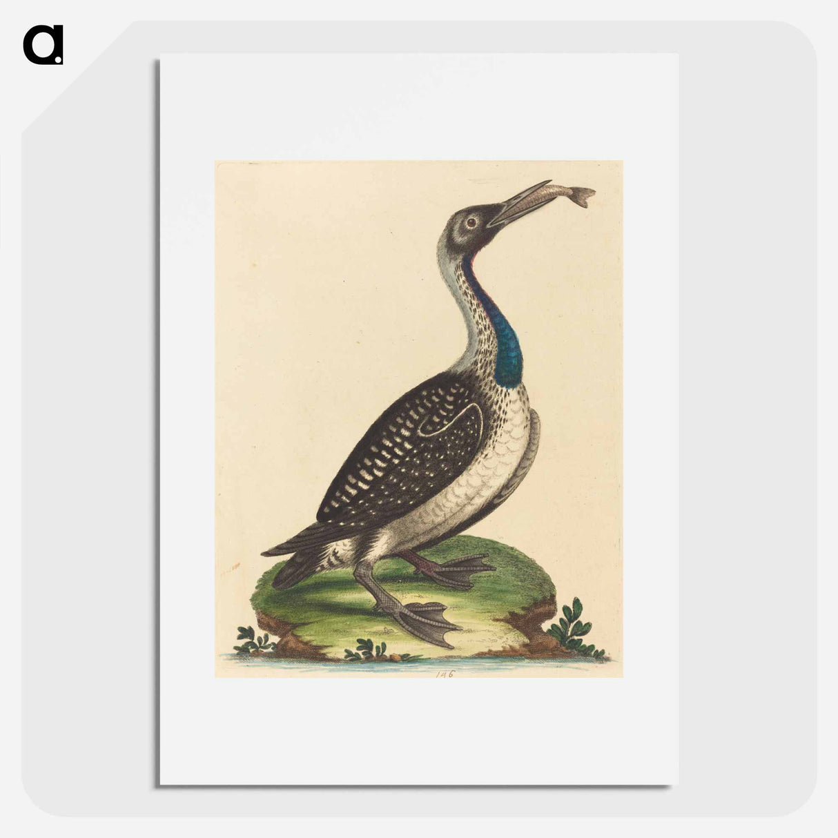 アートポスター-Black and White Water-Fowl with Blue Throat
- ジョージ エドワーズ Poster.